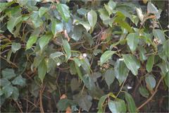 Scolopia crenata
